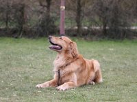 Bendix Obedience Workshop beim VdH Mauer 2016 (14)